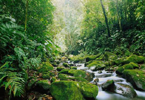 Mittelamerika, Costa Rica: Naturparadies Ost und West - Kleiner Bach im tropischen Regenwald