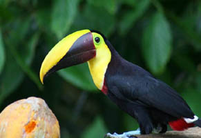 Mittelamerika, Costa Rica: Naturparadies Ost und West - Bunter Tucan-Vogel