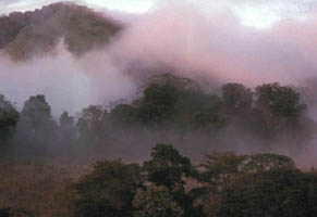 Zentrales Afrika, Gabun: Tropenzauber am quator - Tropischer Regenwald im Nebel