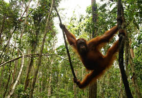 Sdostasien, Malaysia - Borneo: Sinfonie tropischer Grntne - Affe zwischen zwei Bumen
