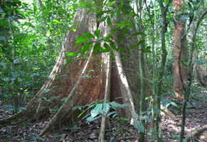 Zentrales Afrika, Zentralafrikanische Republik - Kongo: Naturparadiese im Kongobecken - Mchtiger Baumstamm